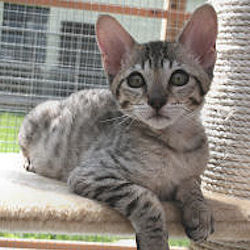 Purebliss Naivasha Savannah Kitten