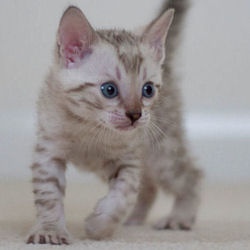 Vanilla Kitten