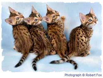 Brown Bengals